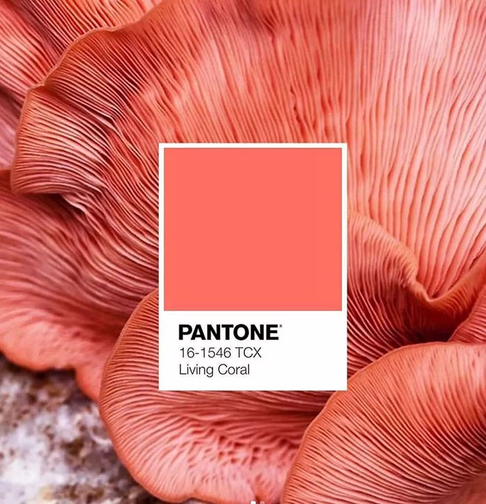 Pantone年度色 珊瑚橘 发布后 有哪些大品牌迅速回应了 千通彩色彩管理官网