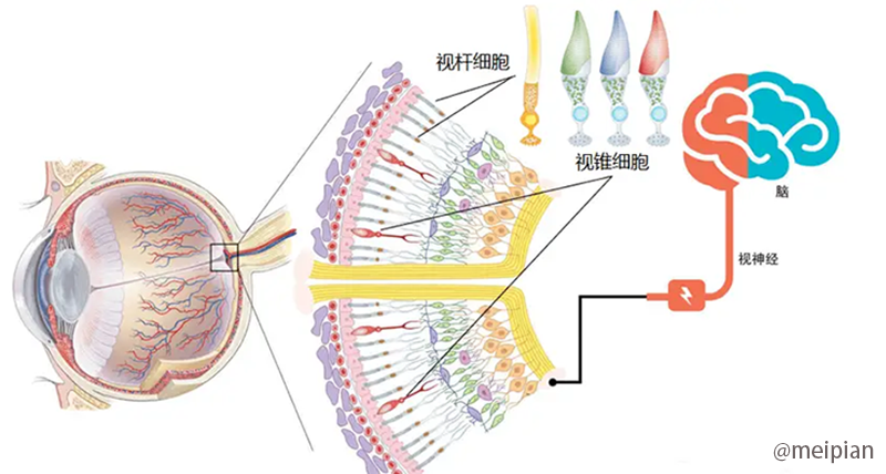 视锥细胞视杆细胞